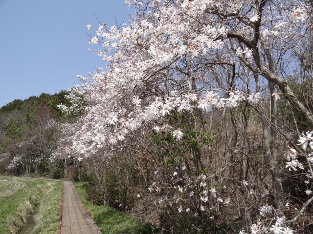 岩屋堂のシデコブシ群生地