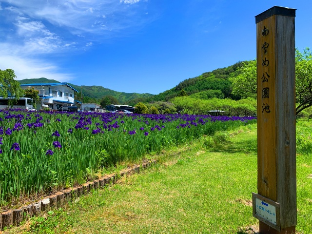 あやめ公園池