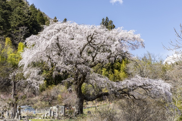 黒船桜